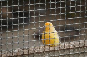 Prevzgojni dom Radeče