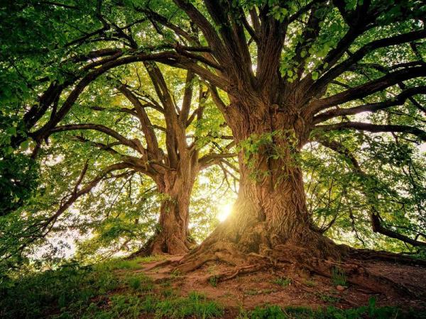 Ombudsman and the UN Special Rapporteur on Human Rights and the Environment: “Slovenia faces great challenges in implementing laws and policies.” 