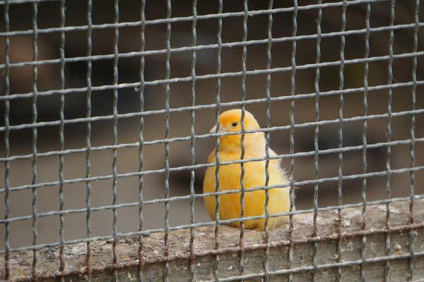Zamuda sodišča pri vročitvi sklepa o zastaranju povzročila protipraven odvzem prostosti